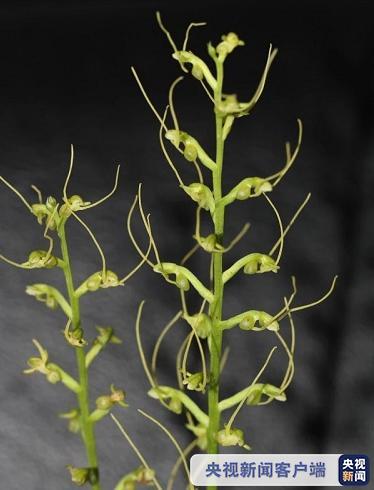 長(zhǎng)須闊蕊蘭