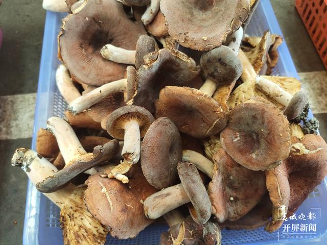 雨季來(lái)臨，昆明野生菌價(jià)格一路走低（春城晚報(bào)-開(kāi)屏新聞?dòng)浾?孫江葒 攝）