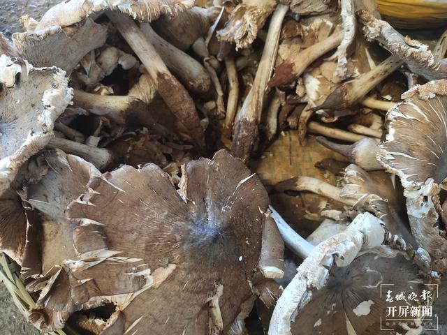 雨季來(lái)臨，昆明野生菌價(jià)格一路走低（春城晚報(bào)-開(kāi)屏新聞?dòng)浾?孫江葒 攝）