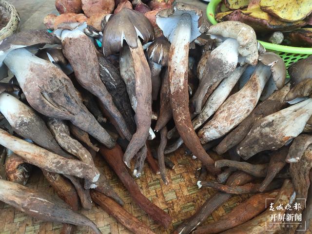雨季來(lái)臨，昆明野生菌價(jià)格一路走低（春城晚報(bào)-開(kāi)屏新聞?dòng)浾?孫江葒 攝）
