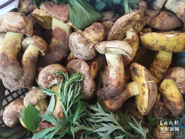 雨季來(lái)臨，昆明野生菌價(jià)格一路走低（春城晚報(bào)-開(kāi)屏新聞?dòng)浾?孫江葒 攝）