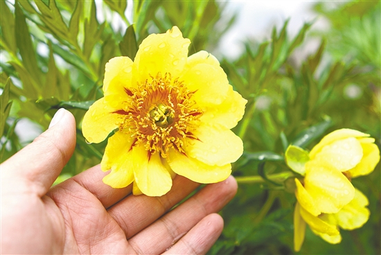 20210602A09_res11_attpic_brief 20210602A09_res11_attpic_brief