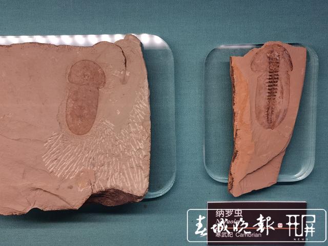 人的祖先在哪里？一條魚引發(fā)的生命共同體思考