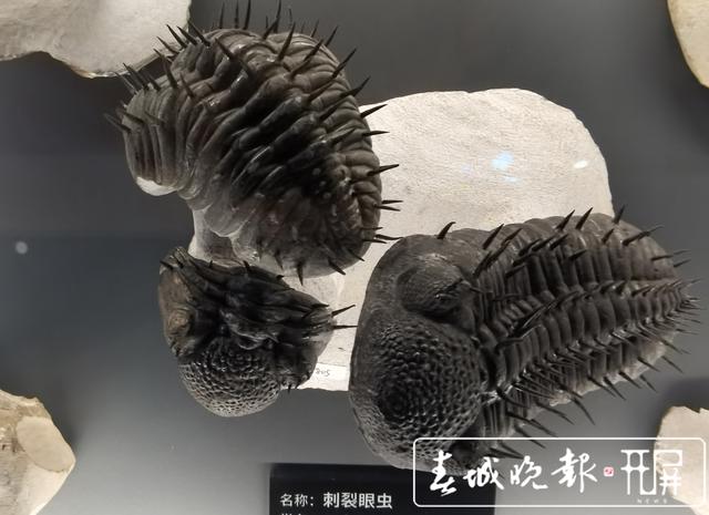 人的祖先在哪里？一條魚引發(fā)的生命共同體思考