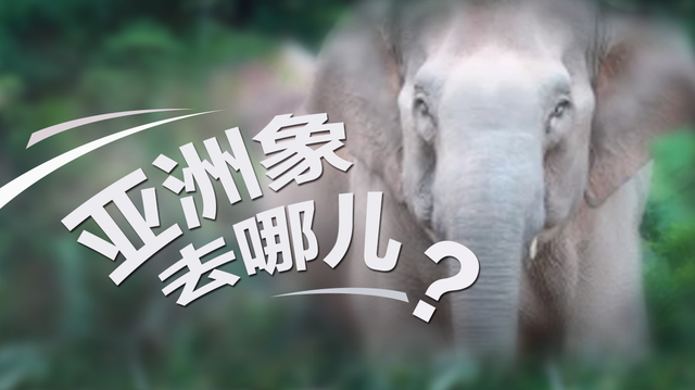 亞洲象去哪了?