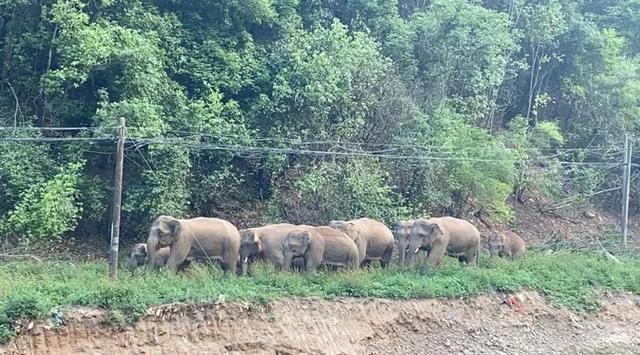 亞洲象(圖據(jù)云報(bào)客戶端)