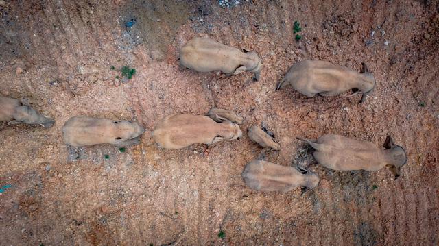 亞洲象(圖據(jù)云報(bào)客戶端)