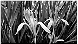 “在延安生活的人都忘不了馬蘭紙” “在延安生活的人都忘不了馬蘭紙”