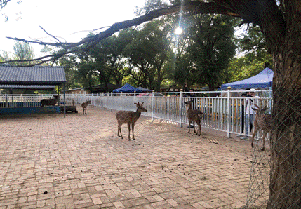 【大國小鮮@新發(fā)展理念】久久為功，包頭深耕生態(tài)建設(shè)