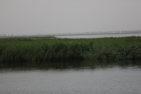 如今的烏梁素海，水質已持續(xù)好轉。
