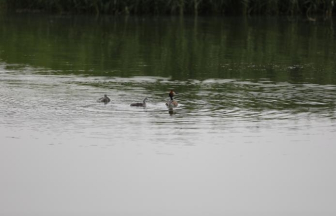 烏梁素海水質改善后，吸引了大量的鳥類棲息和繁殖。