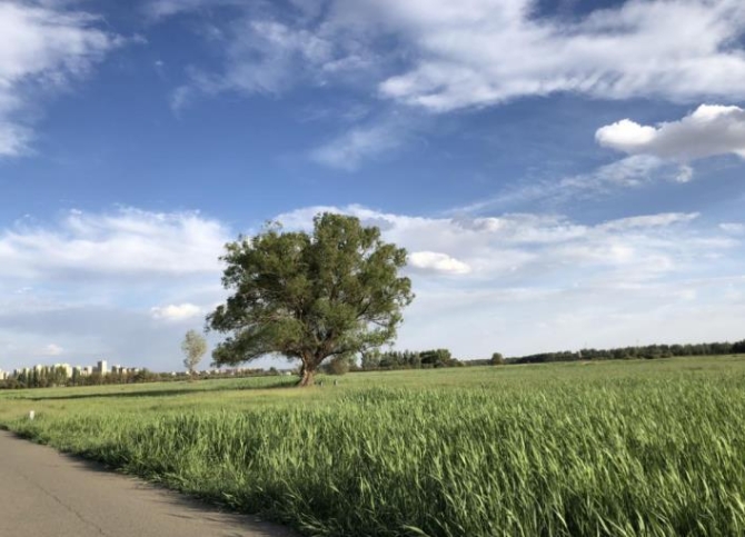 賽汗塔拉城中草原