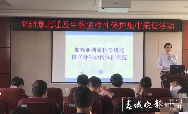 亞洲象從150頭增至300頭！云南是這樣做到的…（ 王宇衡 攝影報道）