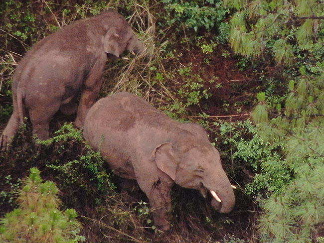 云南省森林消防總隊供圖 (3)