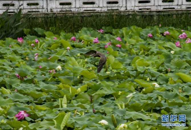 1310004187_16235445655501n 1310004187_16235445655501n