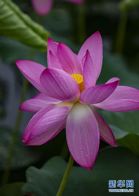 1310004187_16235445651371n 1310004187_16235445651371n