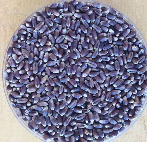 55b828d080e848dd9e9a64c682ef8ca8