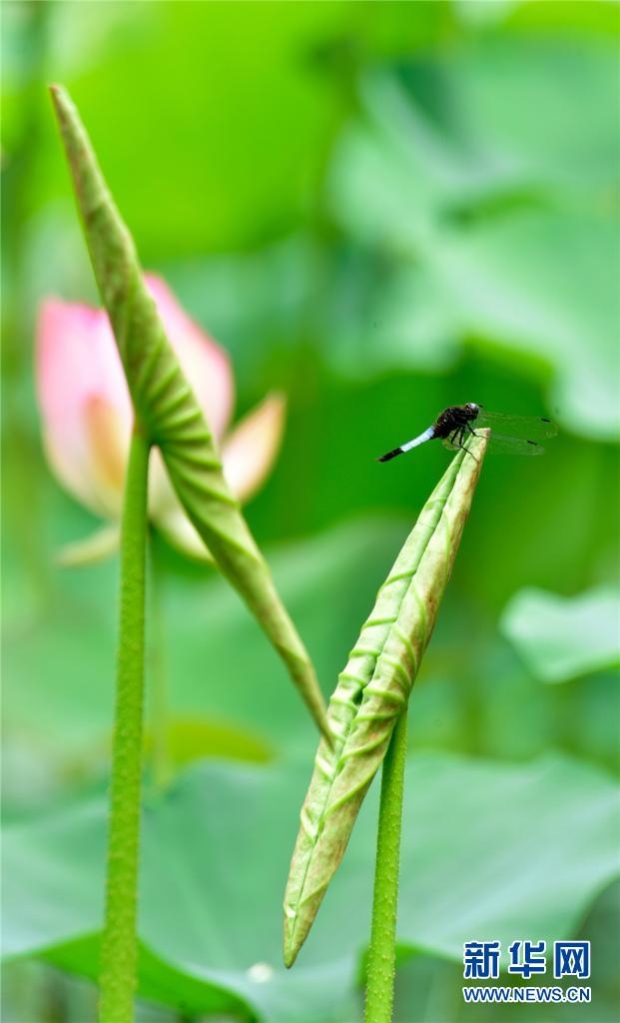 1310012398_16238911700701n 1310012398_16238911700701n