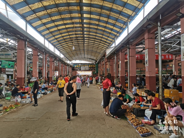 昆明見手青大量上市，價格低至95元/公斤（春城晚報-開屏新聞記者李賽攝影報道）