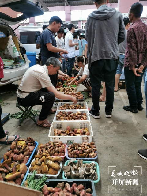 昆明見手青大量上市，價格低至95元/公斤（春城晚報-開屏新聞記者李賽攝影報道）