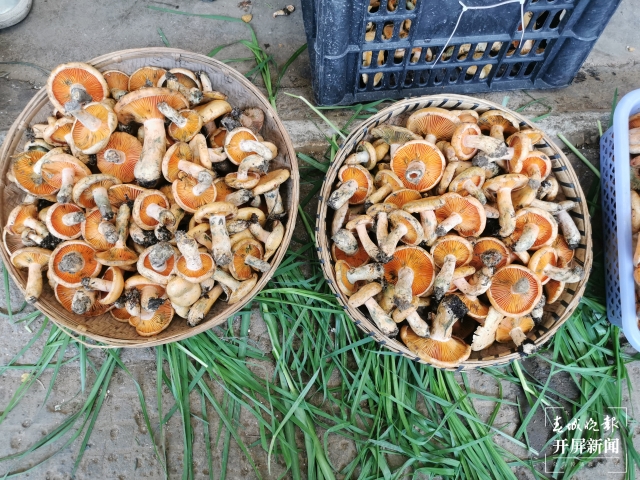 昆明見手青大量上市，價格低至95元/公斤（春城晚報-開屏新聞記者李賽攝影報道）