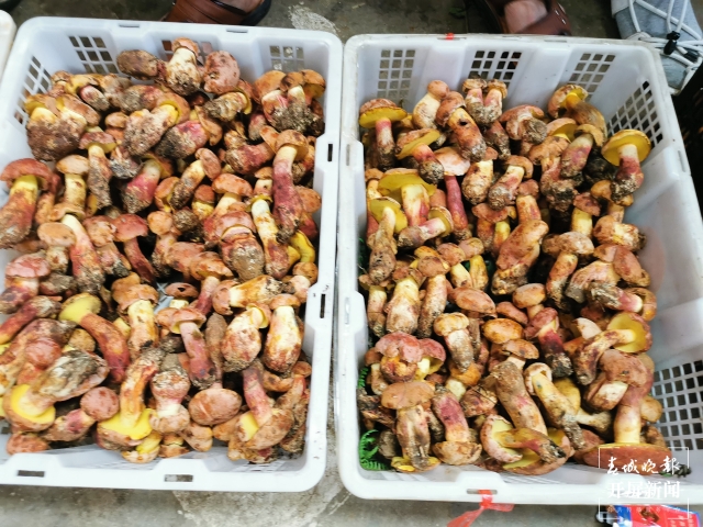 昆明見手青大量上市，價格低至95元/公斤（春城晚報-開屏新聞記者李賽攝影報道）