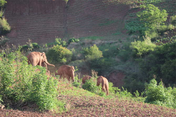 云南省森林消防總隊提供 (1) 云南省森林消防總隊提供 (1)