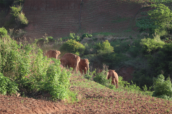 云南省森林消防總隊提供 云南省森林消防總隊提供