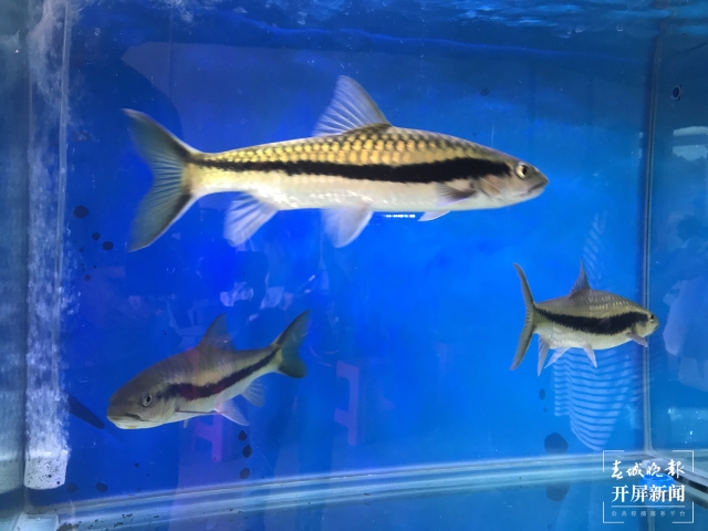 他和團(tuán)隊(duì)攻克48種云南土著魚人工繁殖技術(shù)難關(guān)