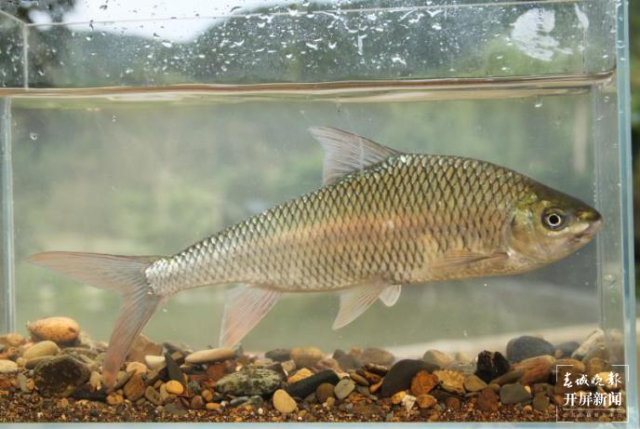 他和團(tuán)隊(duì)攻克48種云南土著魚人工繁殖技術(shù)難關(guān)