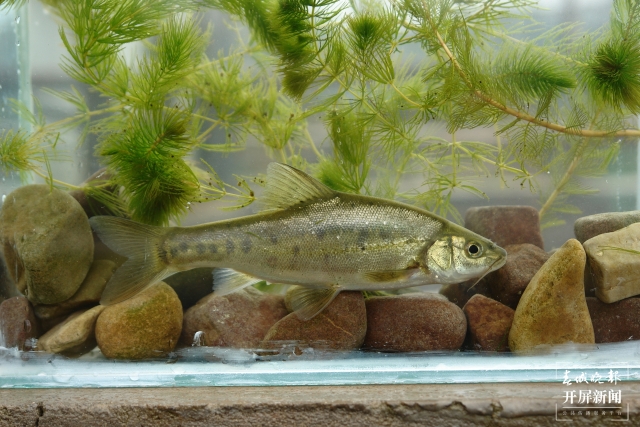 他和團(tuán)隊(duì)攻克48種云南土著魚人工繁殖技術(shù)難關(guān)