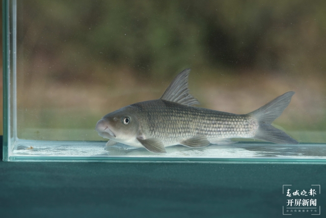 他和團(tuán)隊(duì)攻克48種云南土著魚人工繁殖技術(shù)難關(guān)
