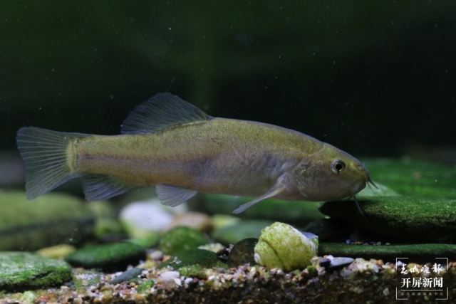 黑體云南鰍-羅平縣魯布革鄉(xiāng)水產(chǎn)站 供圖(10570096)-20210620205702.jpg