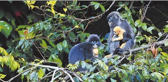 鄭山河拍攝的菲氏葉猴 鄭山河拍攝的菲氏葉猴