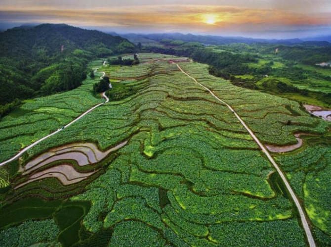 建寧的“梯田蓮?！? style=