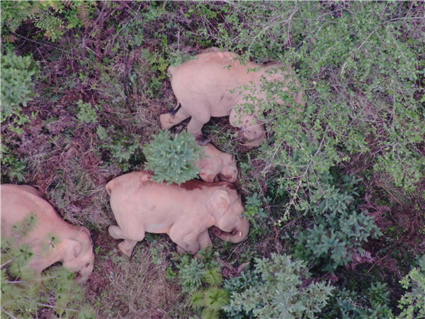 云南省森林消防總隊(duì)提供 (1)_副本