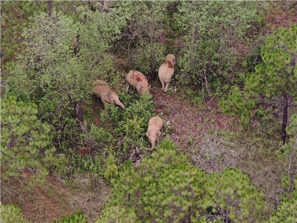 云南省森林消防總隊(duì)提供 (2)_副本