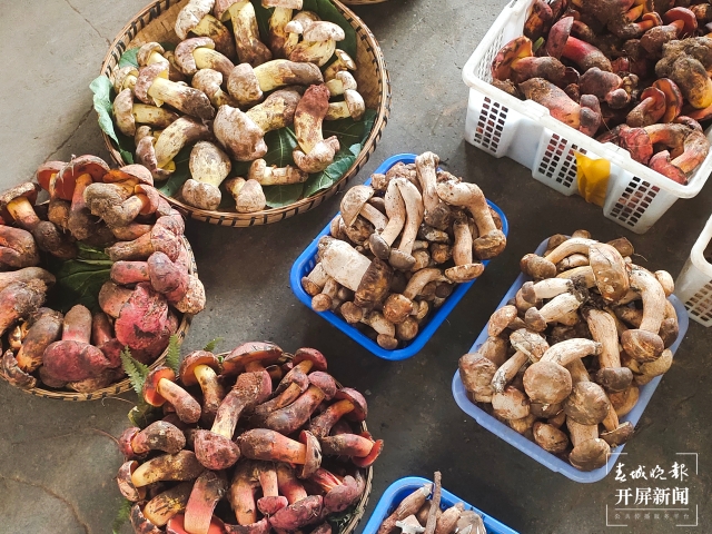 野生菌大量上市 見手青批發(fā)價降至40元 (孫江葒 朱婉琪 攝影報道)