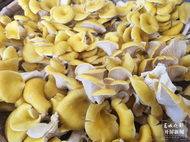 野生菌大量上市 見手青批發(fā)價降至40元 (孫江葒 朱婉琪 攝影報道)