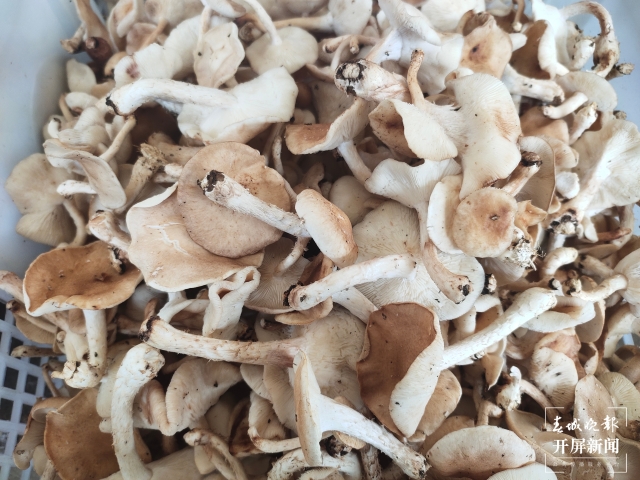 野生菌大量上市 見手青批發(fā)價降至40元 (孫江葒 朱婉琪 攝影報道)