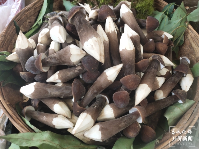 野生菌大量上市 見手青批發(fā)價降至40元 (孫江葒 朱婉琪 攝影報道)