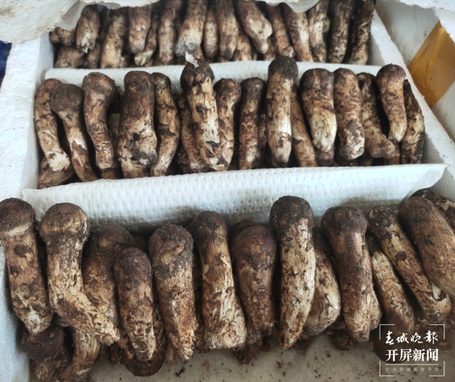 野生菌大量上市 見手青批發(fā)價降至40元 (孫江葒 朱婉琪 攝影報道)