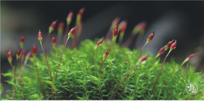 筑牢生態(tài)安全屏障 共建生態(tài)美麗云南(分離(10604361)-20210629103750.jpg