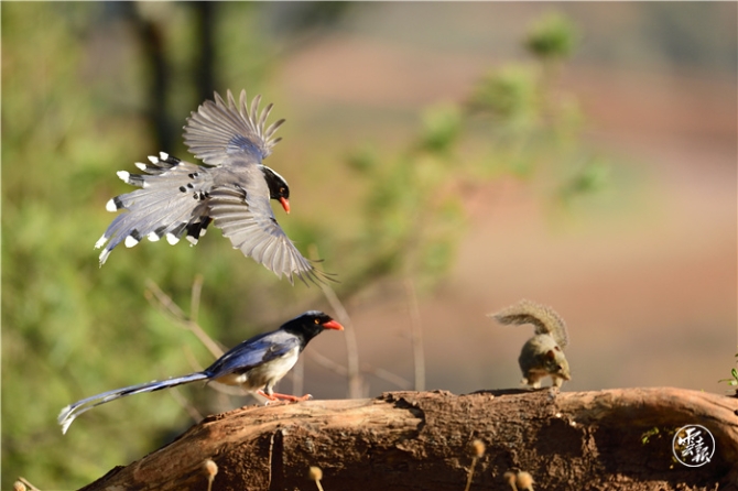 筑牢生態(tài)安全屏障 共建生態(tài)美麗云南(分離(10604363)-20210629130337.jpg