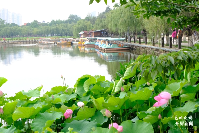 昆明荷花（春城晚報-開屏新聞記者 左學(xué)佳 費丹藝 攝）