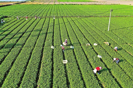 2021070216_res11_attpic_brief