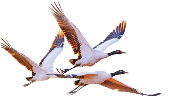 2021070216_res19_attpic_brief