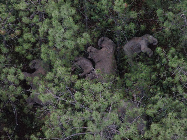 云南省森林消防總隊(duì)供圖 (1) 云南省森林消防總隊(duì)供圖 (1)