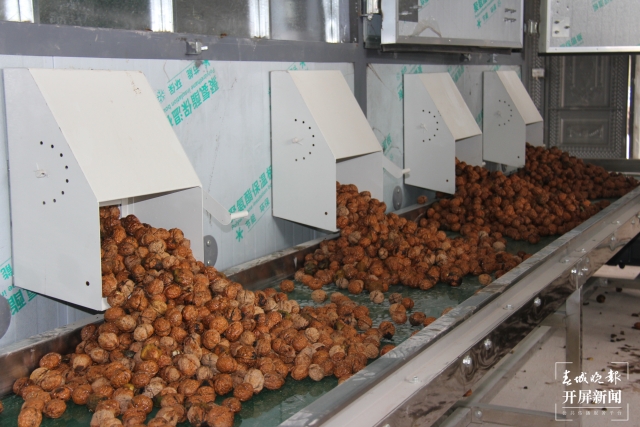 云南建成核桃澳洲堅果加工機(jī)械一體化生產(chǎn)線23條 (4).jpg