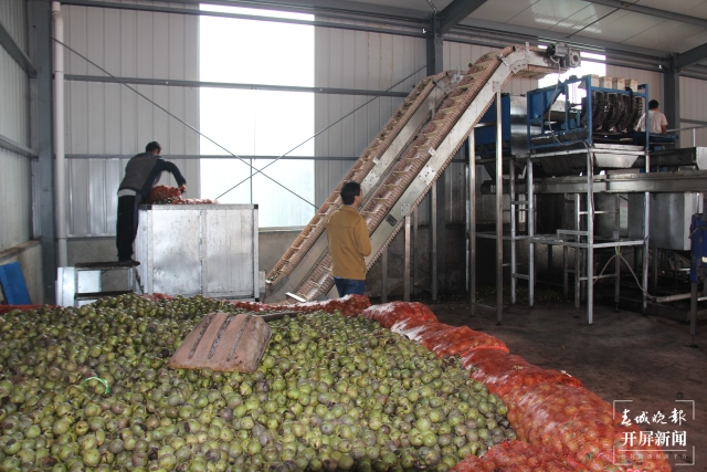 云南建成核桃澳洲堅果加工機(jī)械一體化生產(chǎn)線23條 (3).jpg